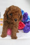 Kitty (Not For Sale/adopt) - Poodle Dog