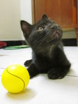 With favourite ping pong ball  (pic taken on 5 Aug 2013)