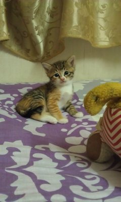 Peanut - American Shorthair Cat