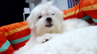 Maltese With Mka - Maltese Dog