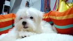 Maltese With Mka - Maltese Dog