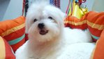 Maltese With Mka - Maltese Dog