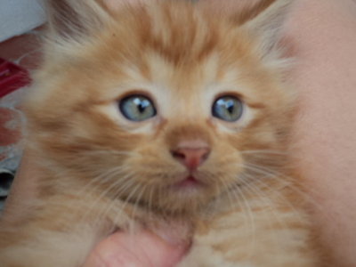 The Four Gingers - Domestic Long Hair + Domestic Short Hair Cat