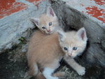 Boris Little and Gizzmo Machoboy (both male)