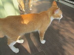 Jerry - Domestic Short Hair Cat