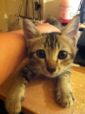 Trucker The Rescued Kitten - Domestic Short Hair Cat