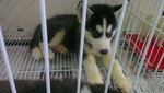 Black and Tan Siberian Husky