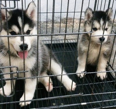  Siberian Husky Puppy - Husky Dog