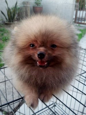 Showline Pomeranian  - Pomeranian Dog