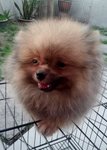 Showline Pomeranian  - Pomeranian Dog