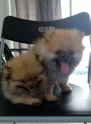 Cute Pomeranian  - Pomeranian Dog