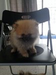 Cute Pomeranian  - Pomeranian Dog