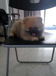 Cute Pomeranian  - Pomeranian Dog