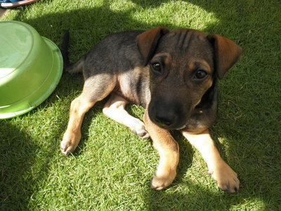 Puppy - Mixed Breed Dog