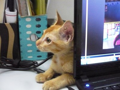 Ginger - American Shorthair Cat