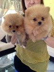 Teddy Bear Orange Pomeranian - Pomeranian Dog