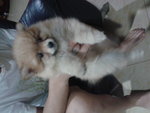 Tiny Saiz Mka Pomeranian - Pomeranian Dog