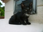 Quotro - Domestic Short Hair Cat