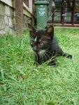 Quotro - Domestic Short Hair Cat