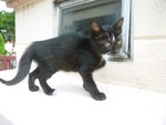 Quotro - Domestic Short Hair Cat