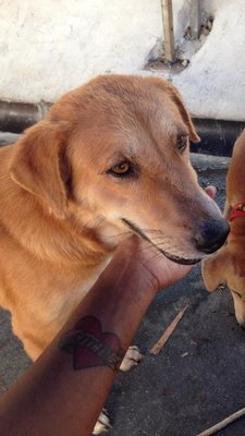 Princess - Golden Retriever Mix Dog