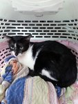Mummy - Domestic Short Hair Cat