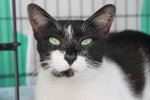 Mummy - Domestic Short Hair Cat
