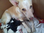 mother dog with her pups ( mother is also avail for adotion, 1 years old)