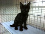 Django - Domestic Short Hair Cat