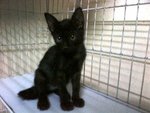 Django - Domestic Short Hair Cat