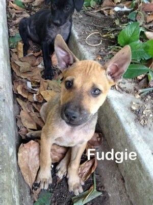 Fudgie - Mixed Breed Dog