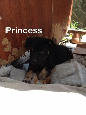 Princess - Mixed Breed Dog