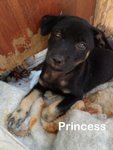 Princess - Mixed Breed Dog