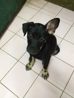 Prince - Mixed Breed Dog