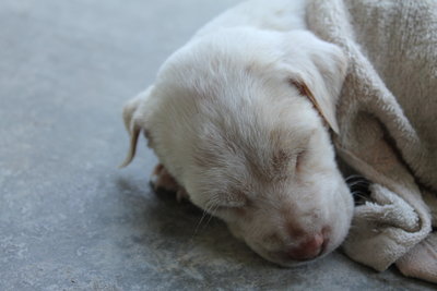 Cow And White - Mixed Breed Dog