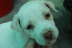 Cow And White - Mixed Breed Dog