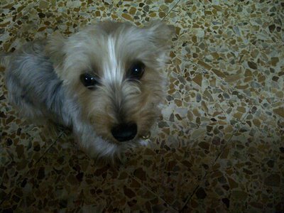 Happy - Silky Terrier Dog