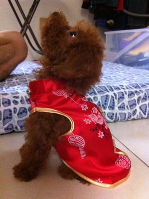 Jelly - Poodle Dog