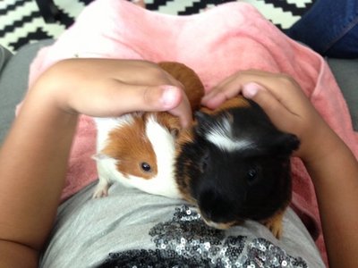 Guinea Pigs X 2 - Guinea Pig Small & Furry