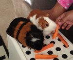 Guinea Pigs X 2 - Guinea Pig Small & Furry