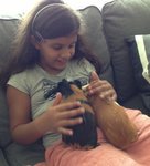 Guinea Pigs X 2 - Guinea Pig Small & Furry