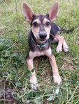 Chivas - Mixed Breed Dog