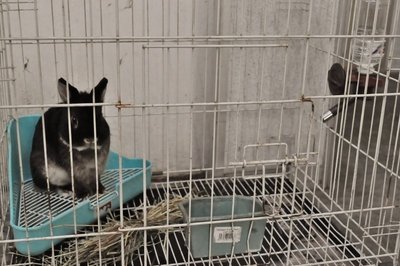 Netherland Dwarf - Black Otter11 - Netherland Dwarf Rabbit