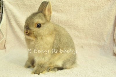 Netherland Dwarf - Opal11 - Netherland Dwarf Rabbit