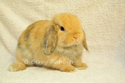 Holland Lop - Harlequin - Holland Lop Rabbit