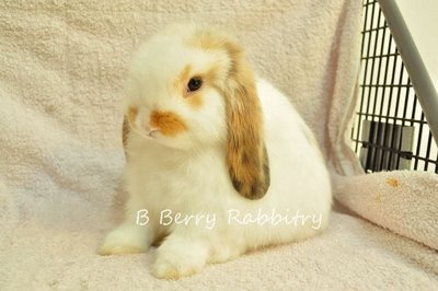 Holland Lop - Tri-colour 11 - Holland Lop Rabbit