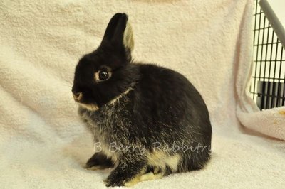 Netherland Dwarf - Black Otter 1182 - Netherland Dwarf Rabbit