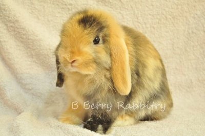 Holland Lop - Harlequin11 - Holland Lop Rabbit