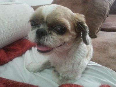 PF47184 - Shih Tzu Dog