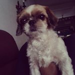 PF47184 - Shih Tzu Dog